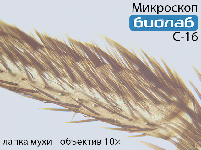 лапка мухи при увеличении 10х лапка мухи при увеличении 10х