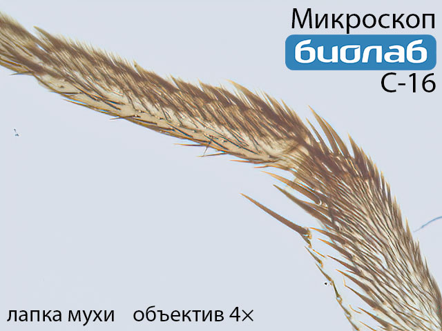 лапка мухи при увеличении 4х лапка мухи при увеличении 4х